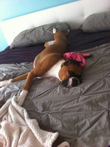 Boxer dog sleeping in bed