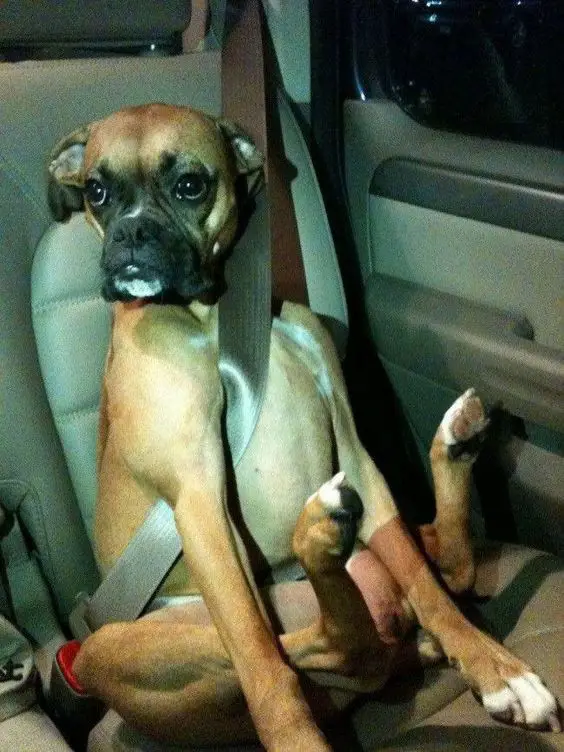 Boxer dog sitting on the car with its seat belt on