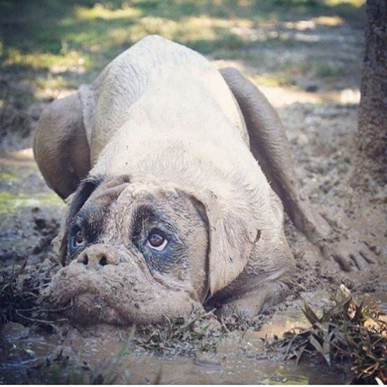 boxer dog covered in mud