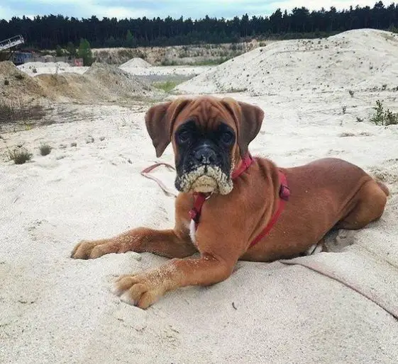 boxer dog with sand on mouth
