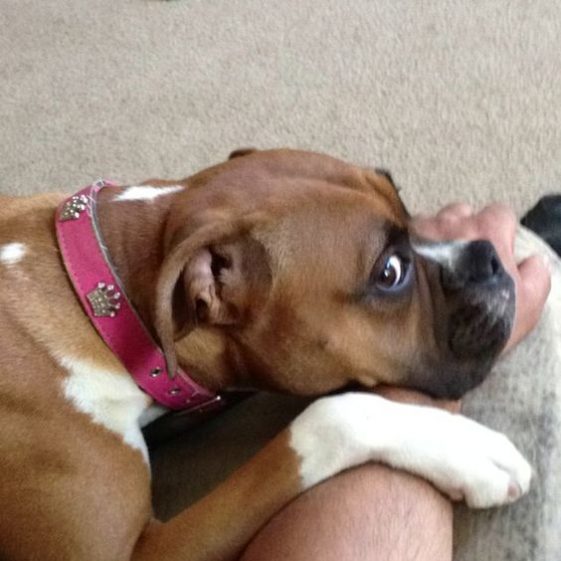 boxer dog looking at you