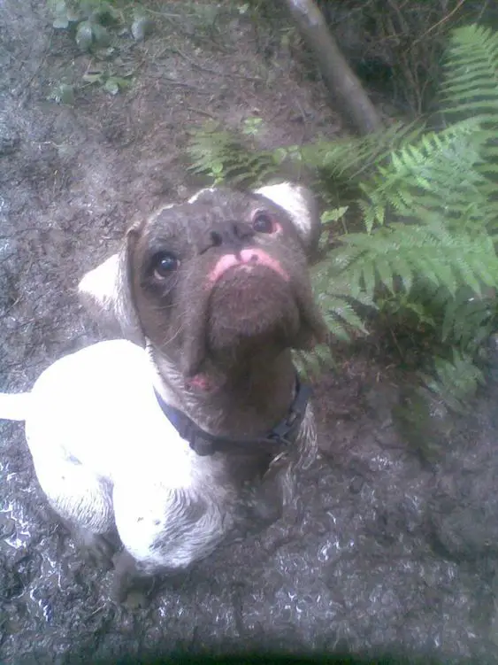 Boxer dog with face covered in mud
