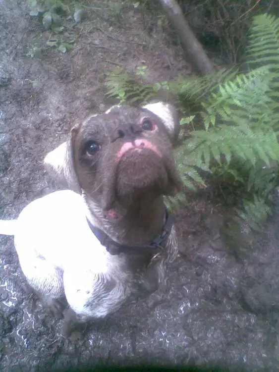 Boxer Dog sitting in the mud while looking up with mud in its face