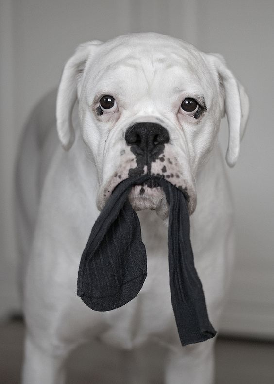 white Boxer with a sock in its mouth