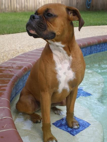 Boxer dog sitting on the stair inside the pool
