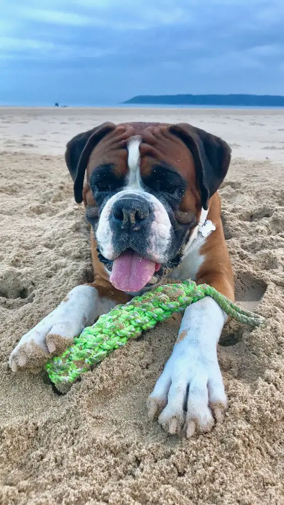 Boxer dog lying on the sand with its tug toy