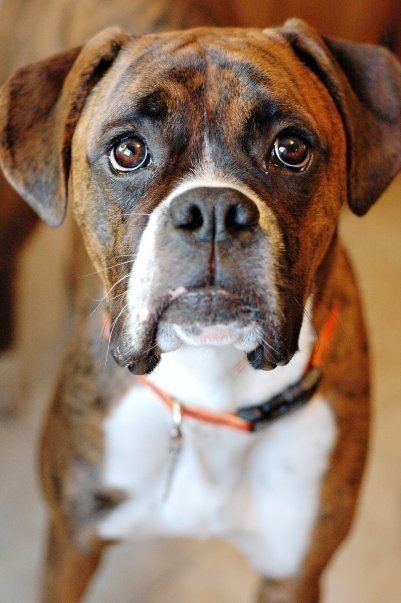 begging face of a Boxer dog