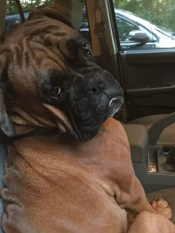 Boxer sitting inside the car