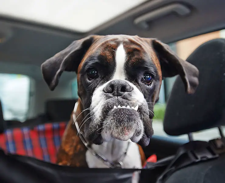 Boxer sitting on the backseat of the car