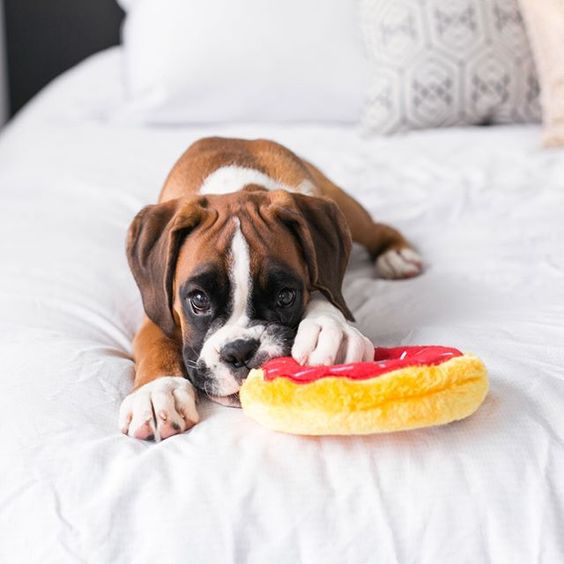 Boxer dog lying on the bed with its donut stuffed toy