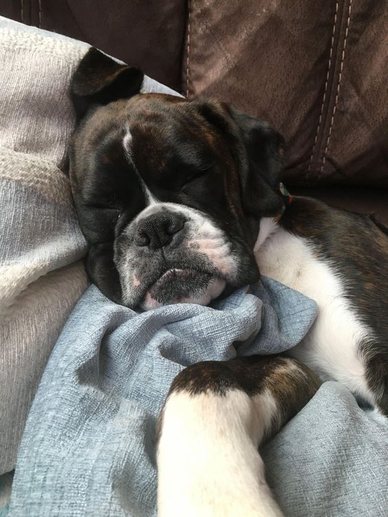 Boxer dog sleeping on the couch