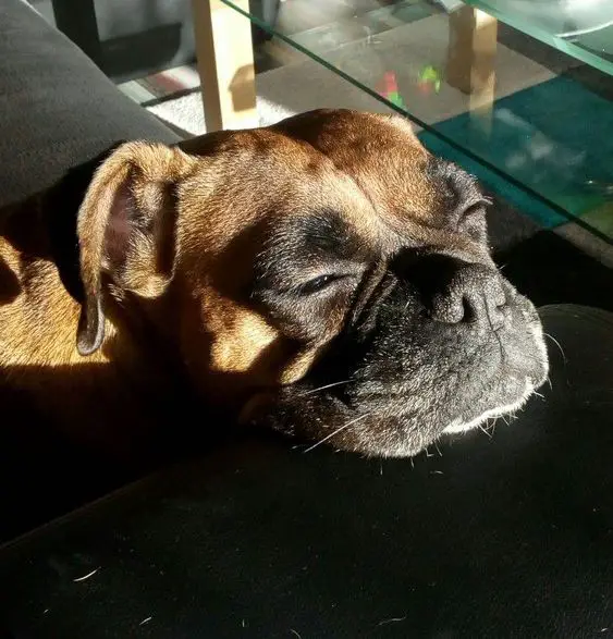 Boxer dog on the couch sunbathing its face