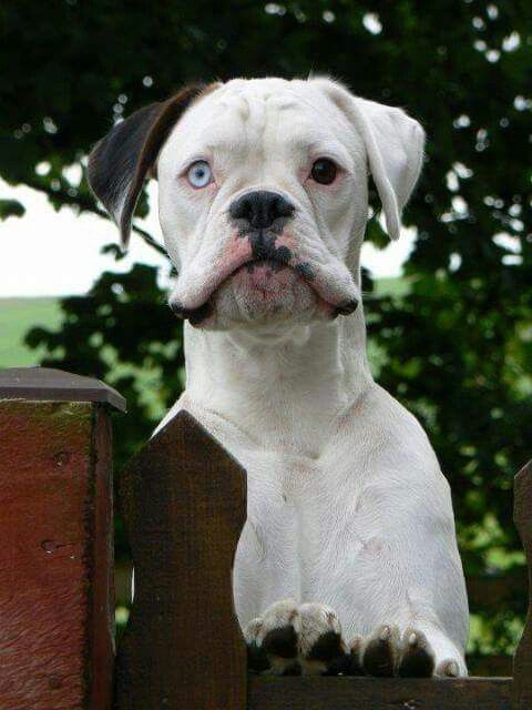 white Boxer behind the fence