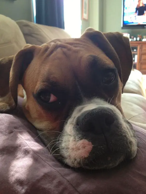 Boxer lying on the bed with its head on the pillow