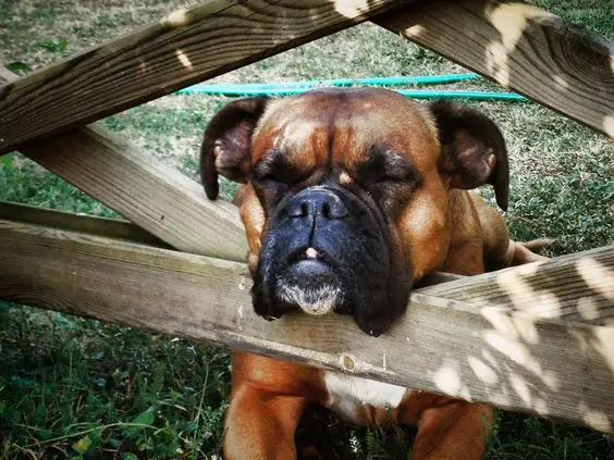 Boxer sleeping with its face resting on the wooden fence