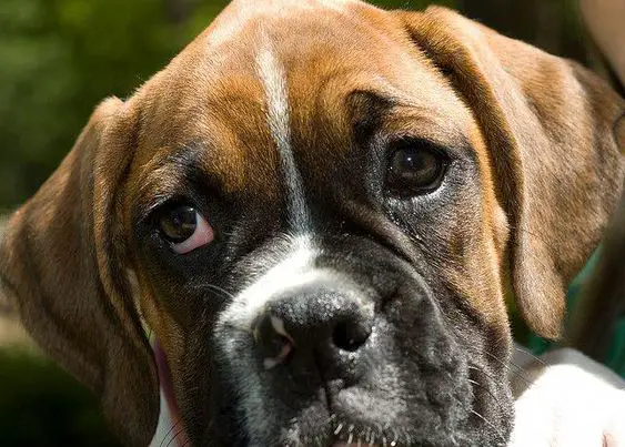 Boxer dog puppy eyes