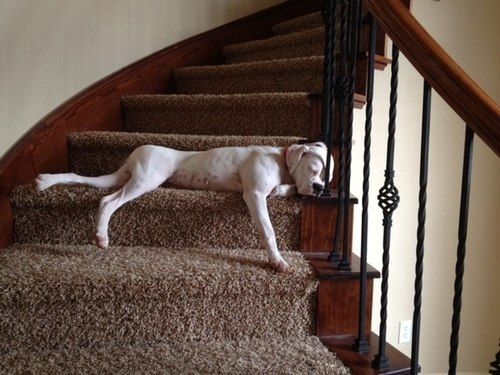 Boxer lying on the stairs sleeping