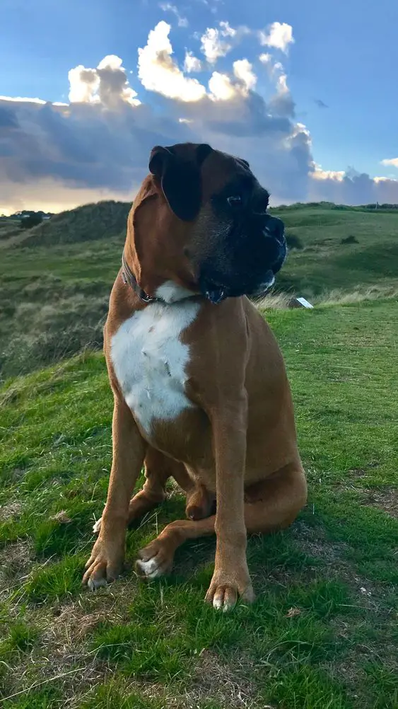 Boxer sitting on the green grass