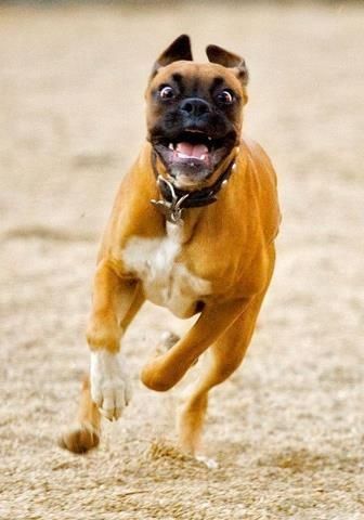 A Boxer Dog running with its thrilled face
