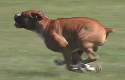 A Boxer Dog running in the grass