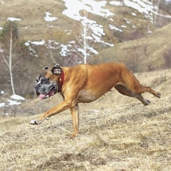 A Boxer Dog running in the mountain with its tongue out