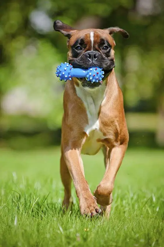 A Boxer Dog running at the park with its chew bone toy in its mouth