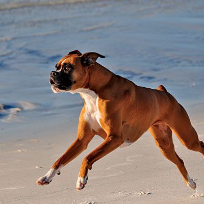 Boxer Dog running by the beach