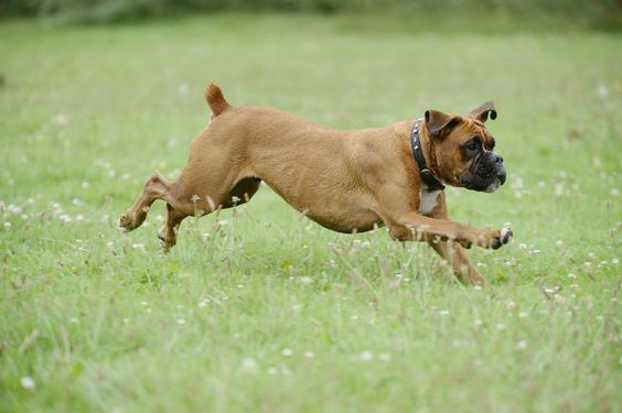A Boxer Dog running in the field