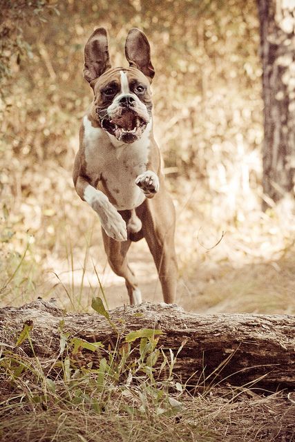 A Boxer Dog jumping over the laid tree trunk in the forest