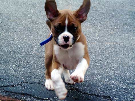 A Boxer puppy running in the concrete street
