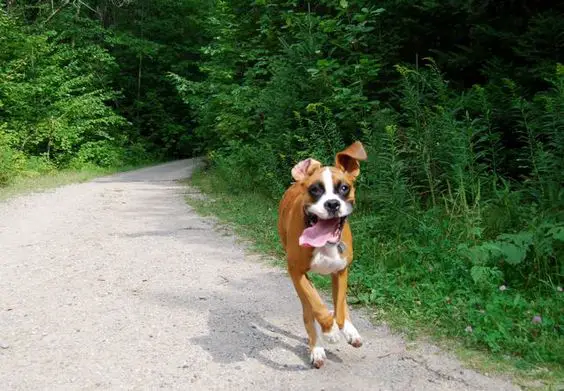 A Boxer Dog running in the road with its tongue flying on the corner of its mouth
