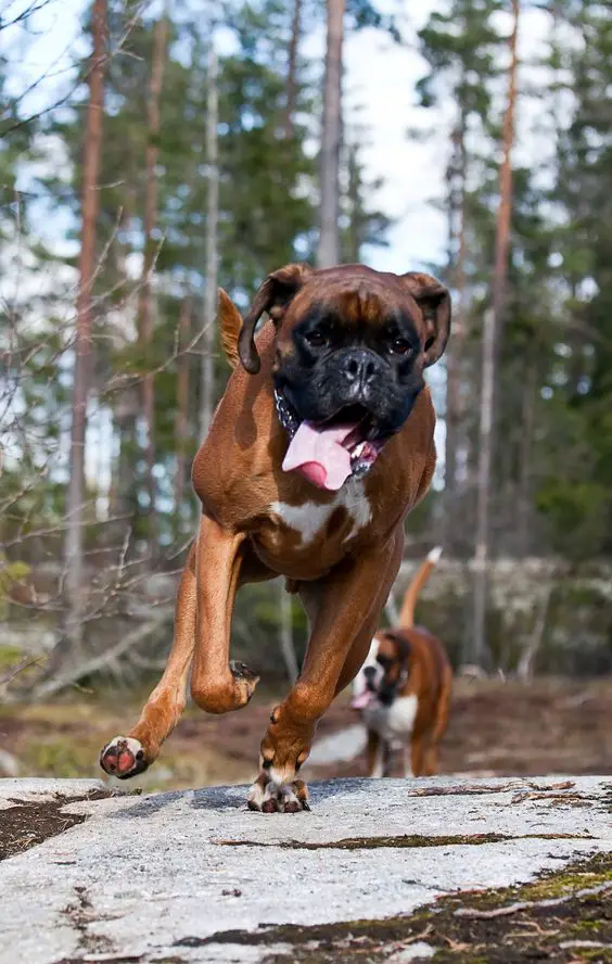 two Boxer Dog running in the forest