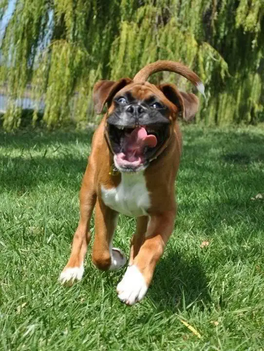 A Boxer Dog running at the park with its funny face