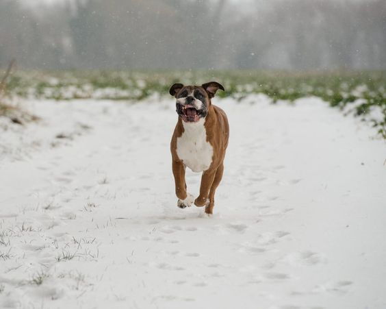 A Boxer Dog running outdoors during winter
