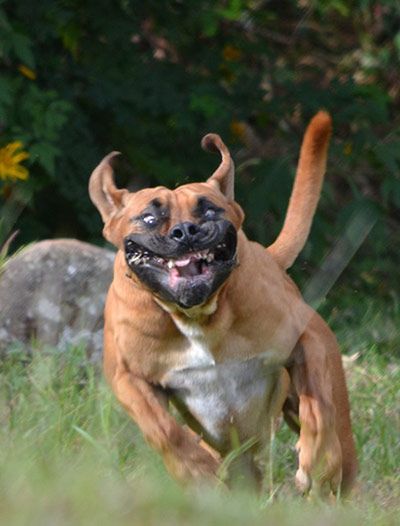 A Boxer Dog running in the green grass with its funny face