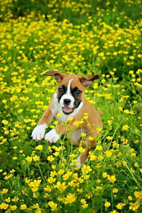 A Boxer puppy playing in the field of small yellow flowers