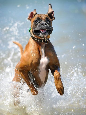Boxer Dog running in the water at the beach
