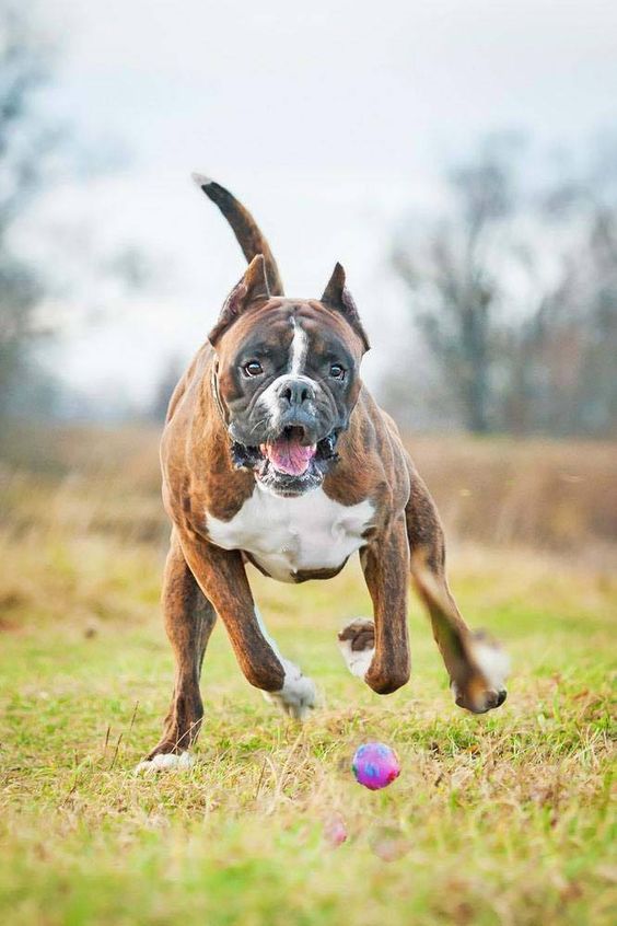 Boxer Dog running towards the ball in the grass