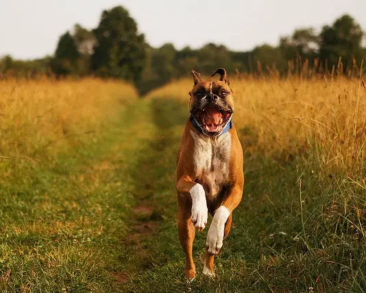 Boxer Dog running in the middle of the field