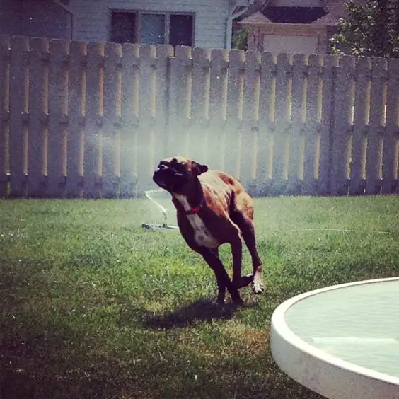 A Boxer Dog running in the yard with with water sprinkler behind him