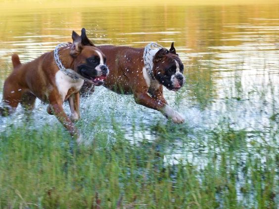 two Boxer Dogs running in the water at the lake
