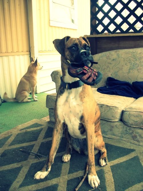 Boxer Dog sitting on the carpet with shoe in its mouth