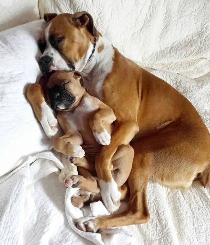 Boxer dog and a puppy sleeping together in bed