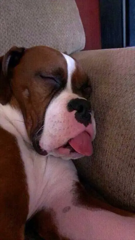 Boxer Dog sleeping on its side on the couch with its tongue sticking out