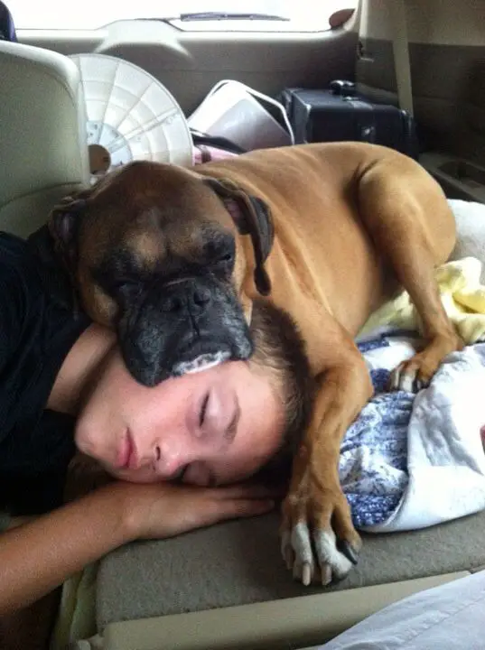 Boxer Dog sleeping with its head on top of a kid's head