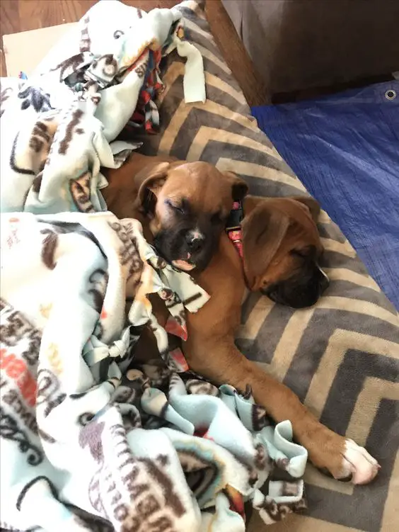 two Boxer Dog sleeping on its bed snuggled up on each other