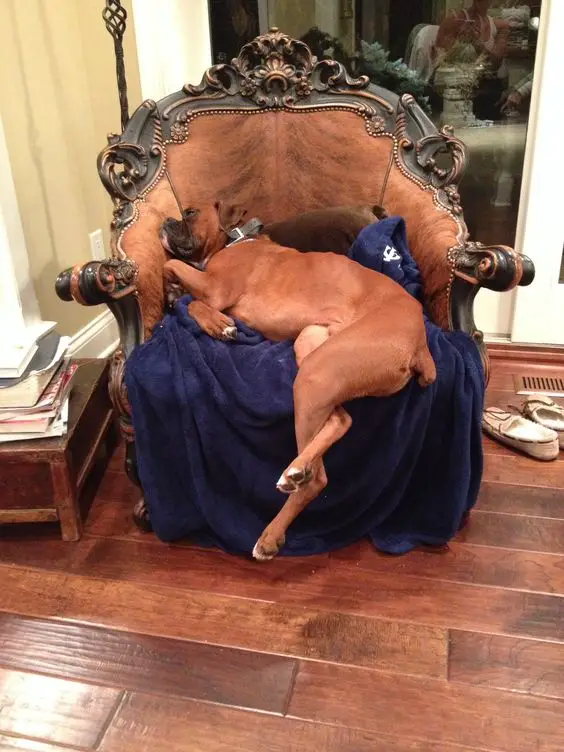 Boxer Dog sleeping on the chair with its legs falling from the chair