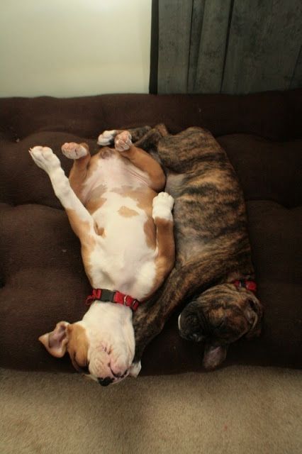 two Boxer Dogs sleeping on its back in their bed with their heads almost falling