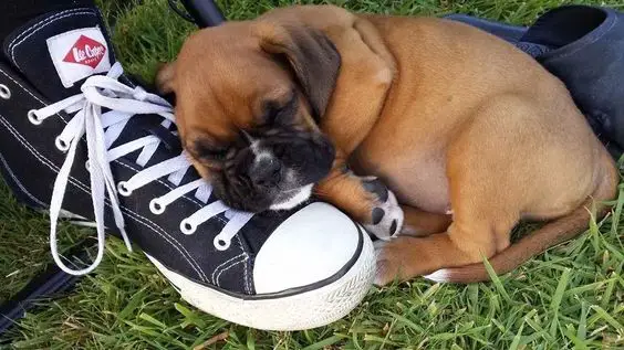 Boxer Dog sleeping on the green grass with shoe as its pillow