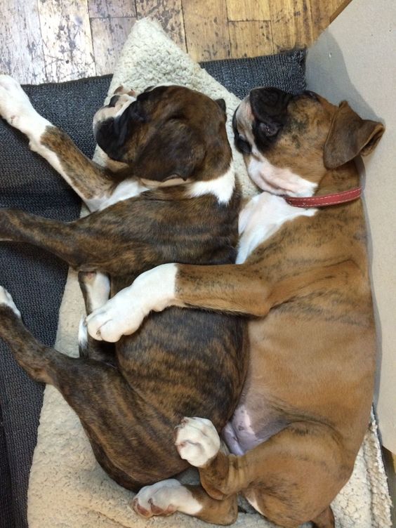 two Boxer Dog sleeping on its side on the floor